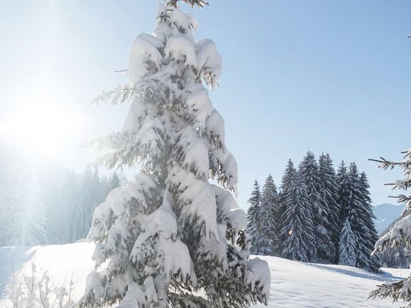 4 . A d v e n t 🕯🕯🕯🕯 ✨ Ein Winterspaziergang führt hinaus in den Wald. Die Stille des Schnees, das Knistern unt...
