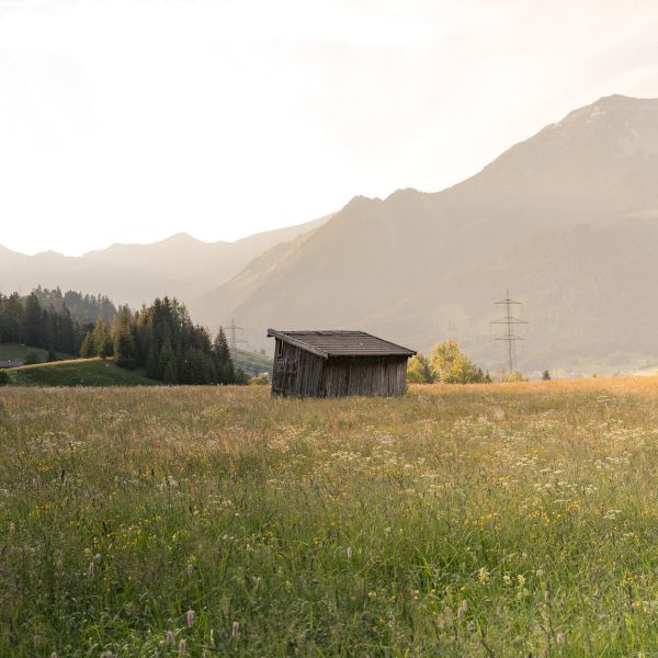 Grün, grün, grün sind alle unsre Plätzchen…